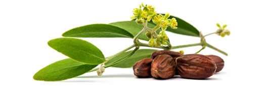 Jojoba