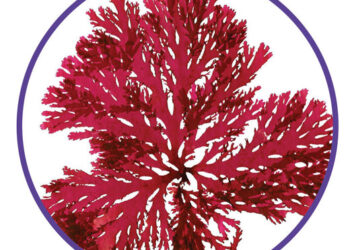 Astaxantina, un antioxidante superior