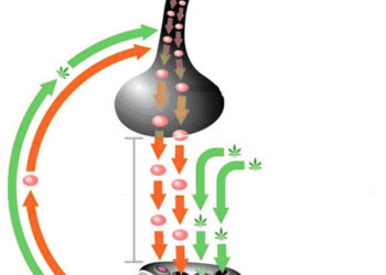 El sistema endocannabinoide