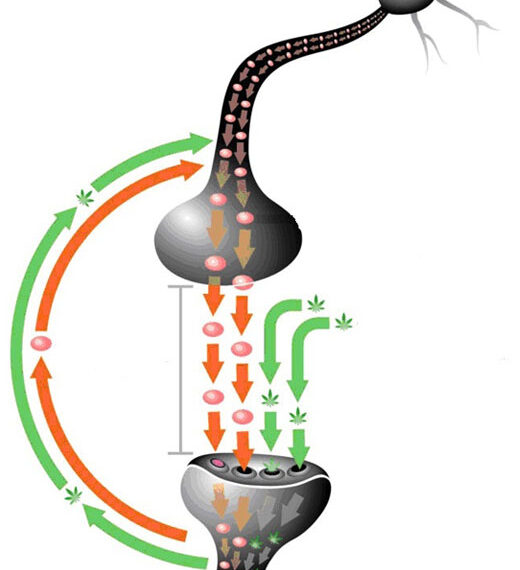 El sistema endocannabinoide