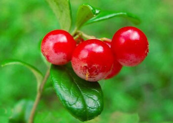 Arbutina, un despigmentante suave, seguro y efectivo