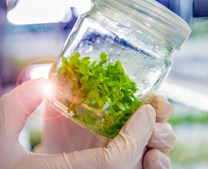 CELULAS MADRE VEGETALES