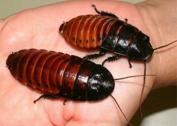 China: crían cucarachas para uso cosmético y medicinal
