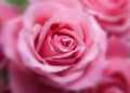Rosa Damascena: un antiguo y bello tesoro para la estética