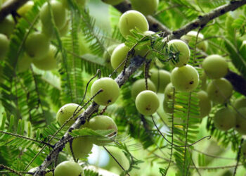 Emblica: un despigmentante tan natural como potente