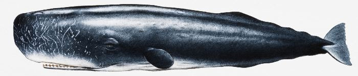 CACHALOTE 