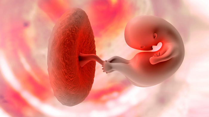 PLACENTA