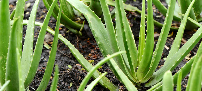 ALOE VERA