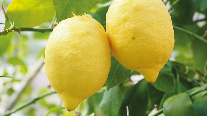 LIMON