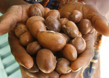 Manteca de karité: el inmemorial emoliente que llegó de Africa