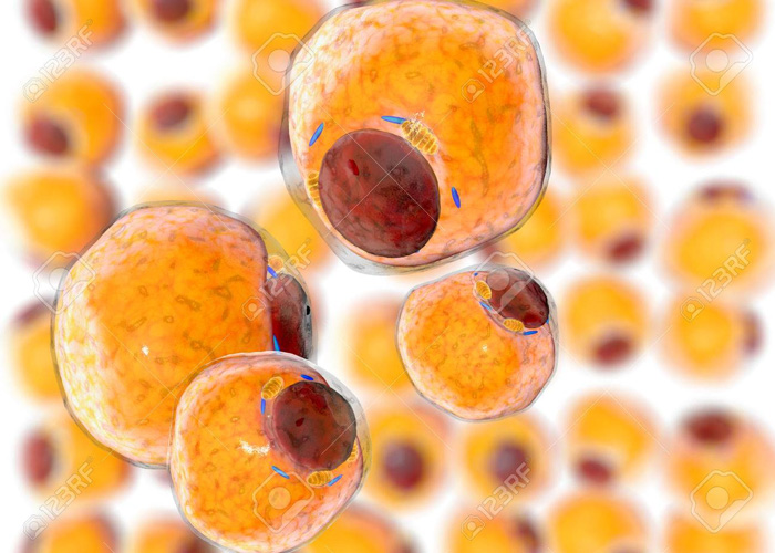 LIPIDOS