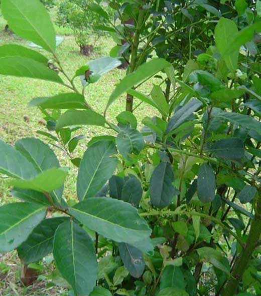 YERBA MATE