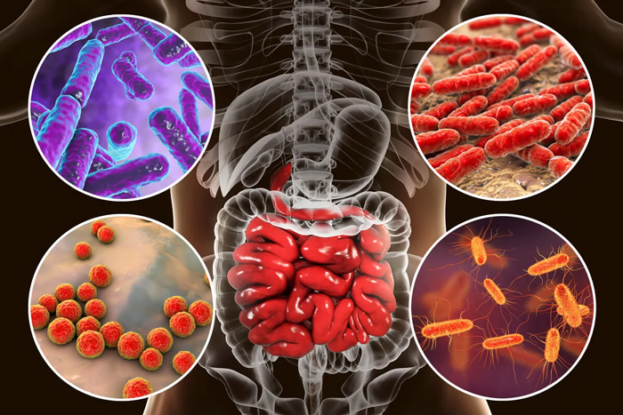 MICROBIOTA