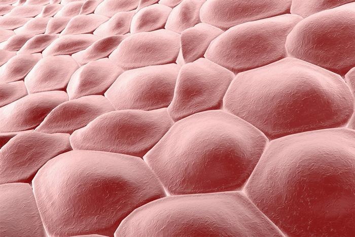 MICROBIOTA