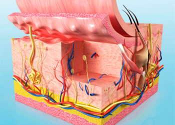 Cómo afecta el envejecimiento a cada capa de la piel