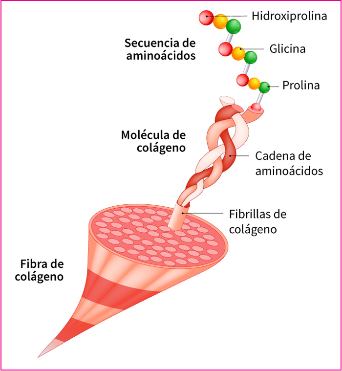 COLAGENO