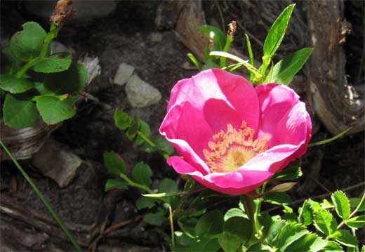 Rosa Alpina.