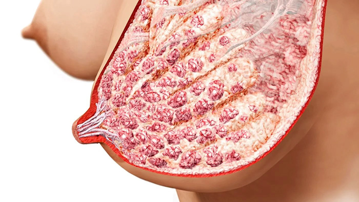 ANATOMIA DE LOS SENOS