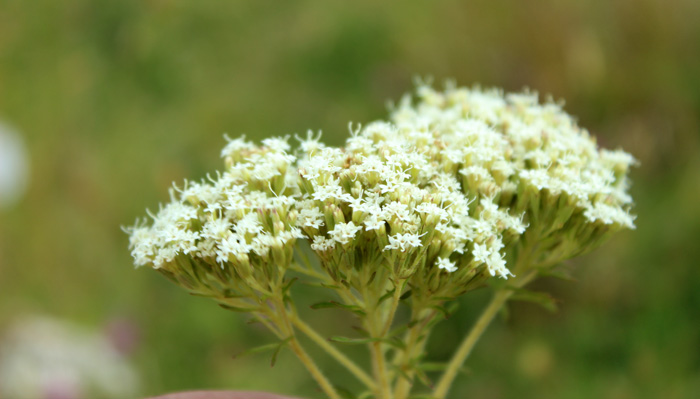 STEVIA