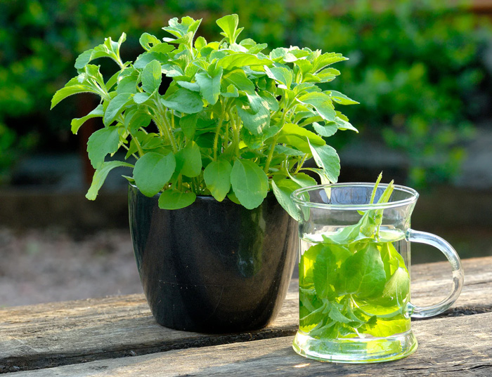 STEVIA